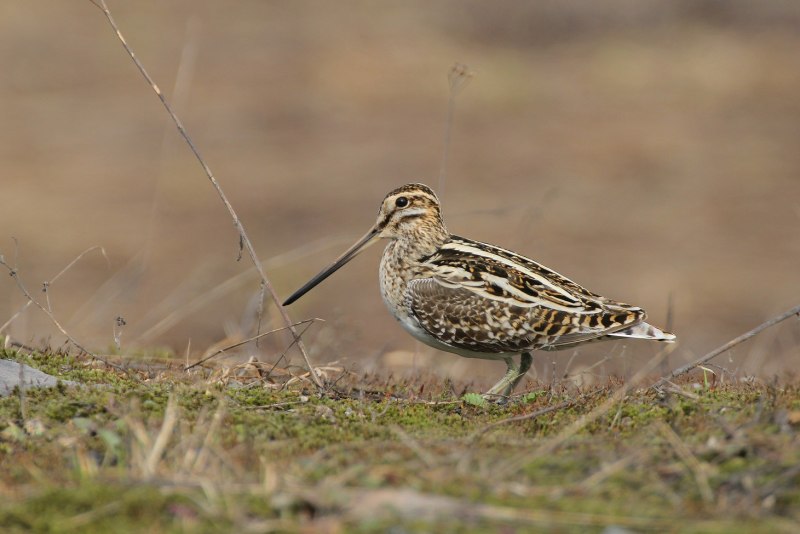 Горный дупель (Gallinago solitaria)