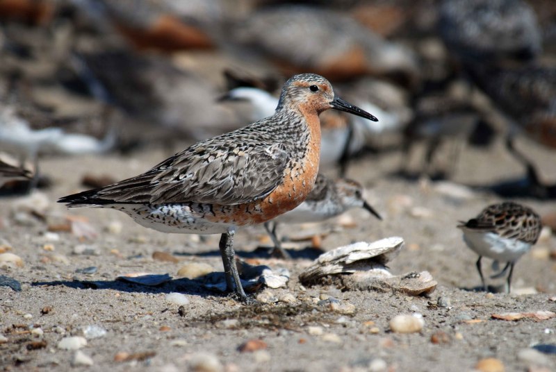 Кулик Бекас (Gallinago Gallinago)