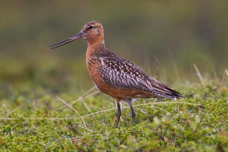 Calidris canutus