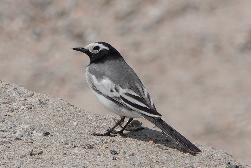 Motacilla personata