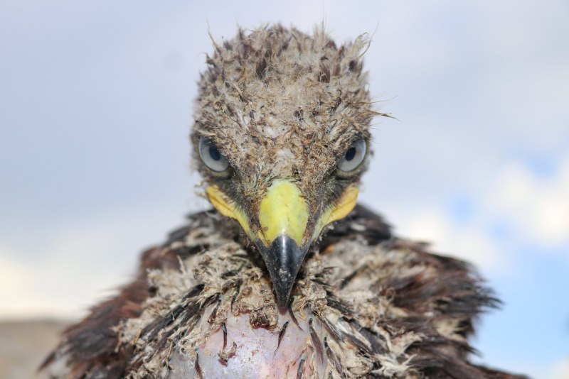 Беркут птенец птица (41 фото)