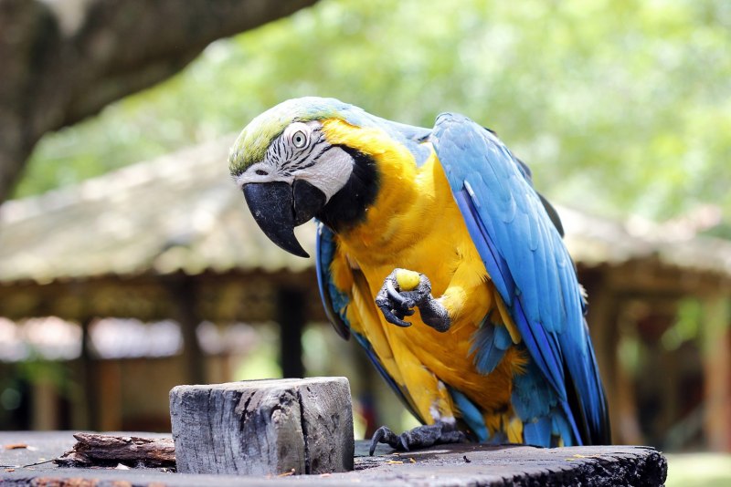 Желтый попугай ара (42 фото)