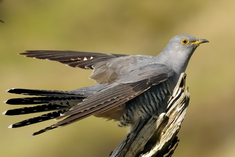 9. Кукушка обыкновенная (Cuculus canorus)