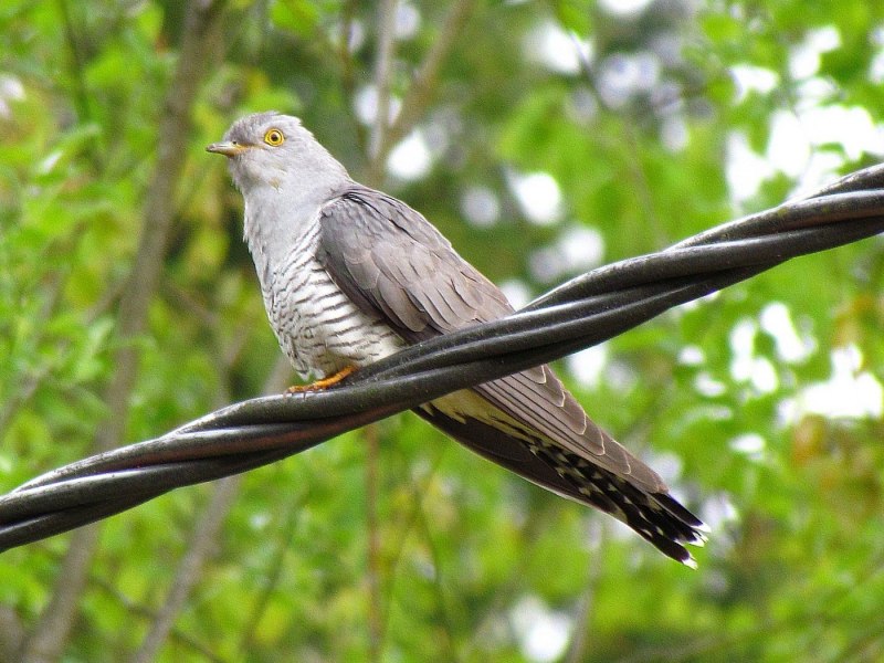 Cuculus canorus Кукушонок