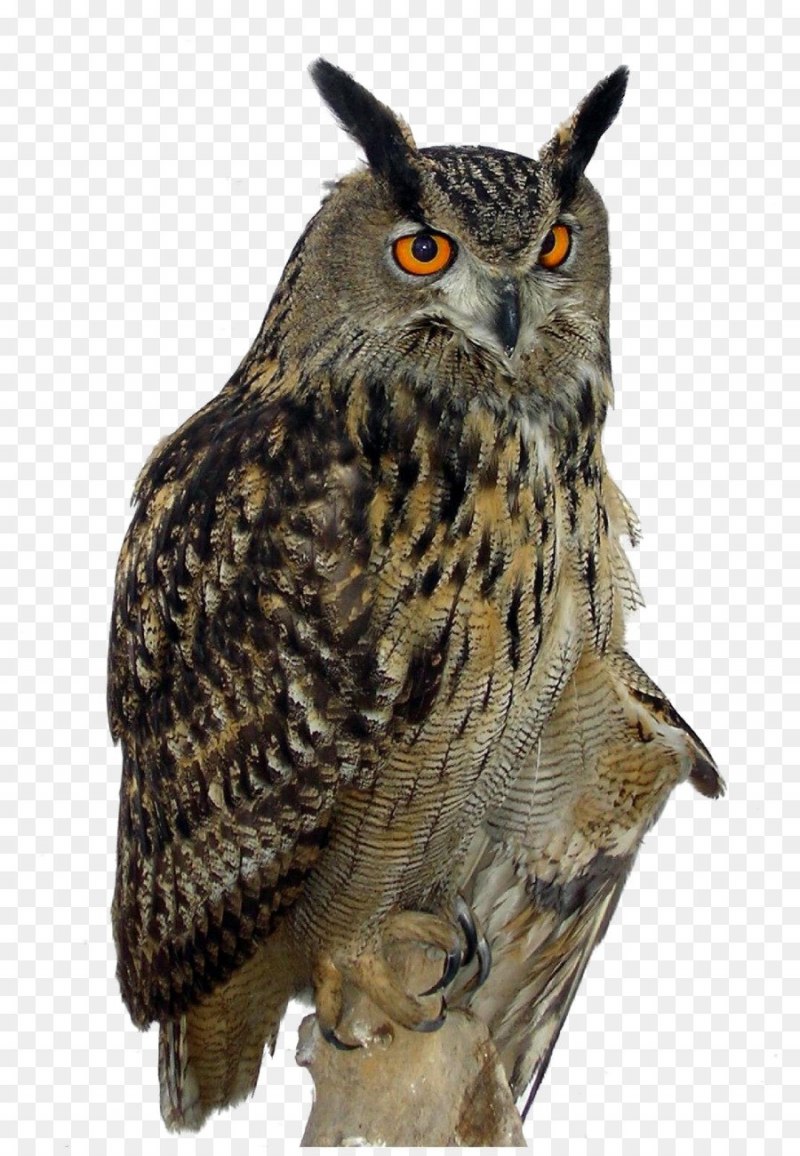 Филин обыкновенный (Bubo Bubo)