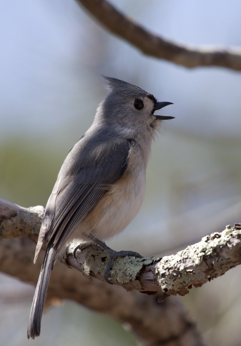 Острохохлая синица (Tufted Titmouse)