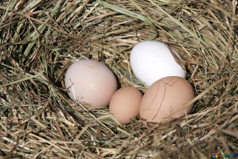 Cuckoo Nest в английском