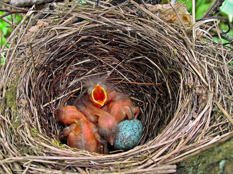 Nests, Eggs, and incubation