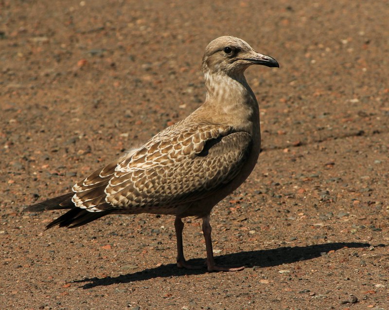 Larus smithsonianus