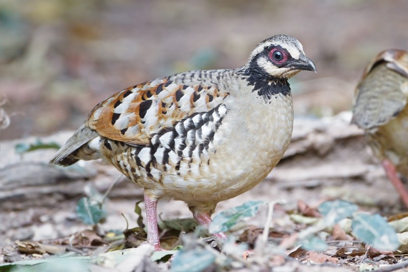 Серая куропатка (Perdix Perdix)