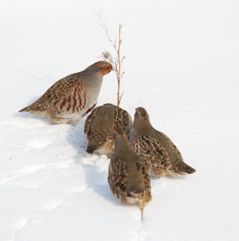 Серая куропатка (Perdix Perdix)