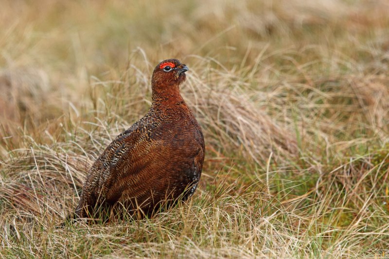 Серая куропатка (Perdix Perdix)
