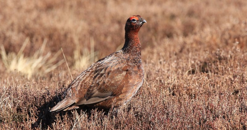 Серая куропатка (Perdix Perdix)