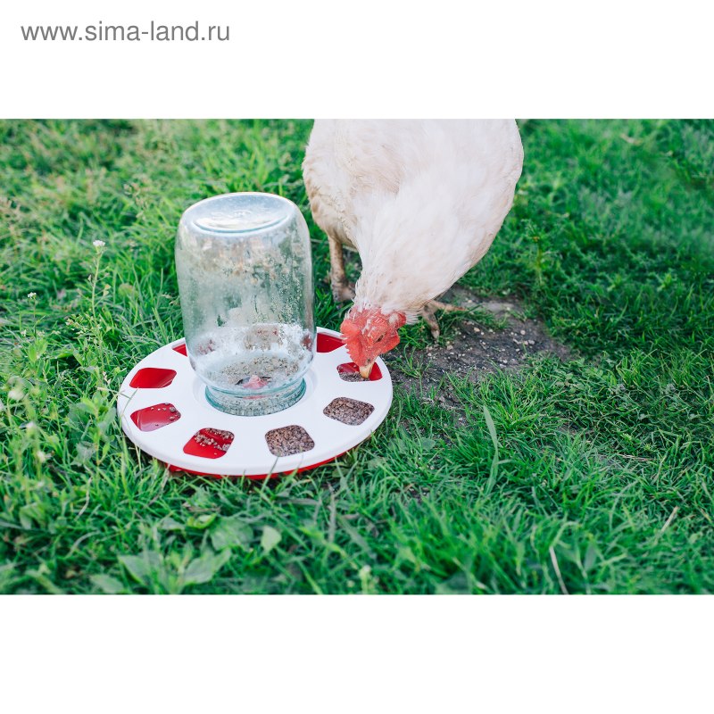 Поилки для домашней птицы