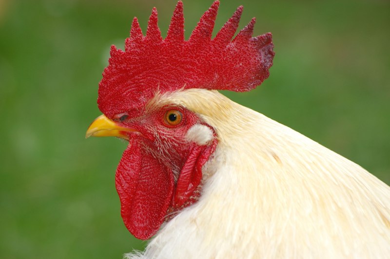 Гибискус Bantam Rooster