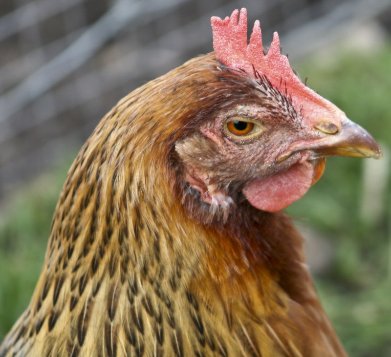Pink Chicken певец