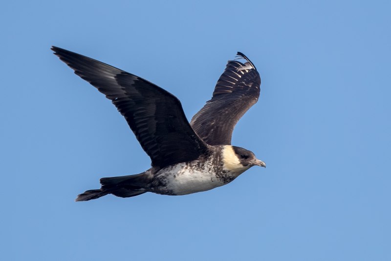 South Polar Skua