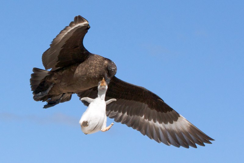 Средний поморник (Stercorarius pomarinus)