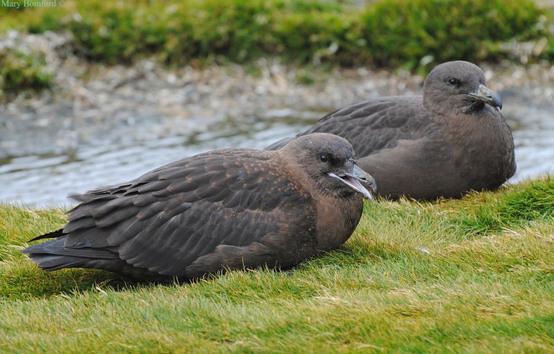 Skua птица