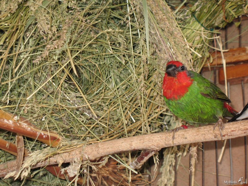 Erythrura gouldiae