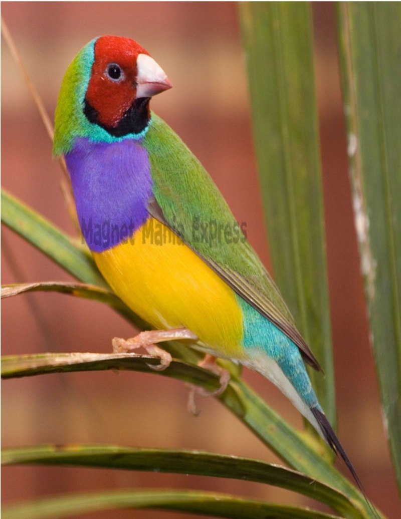 Gouldian Finch птица