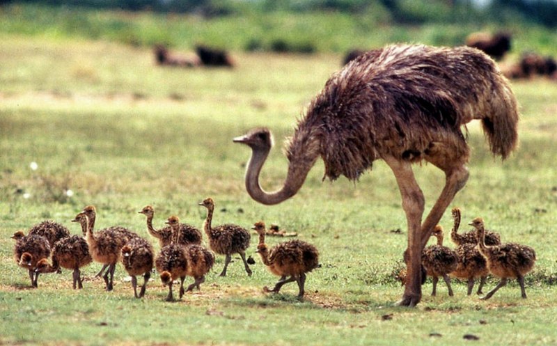 Baby Ostrich