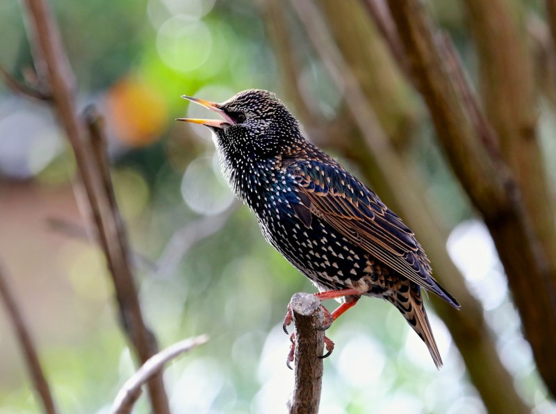 Галка (Corvus monedula)