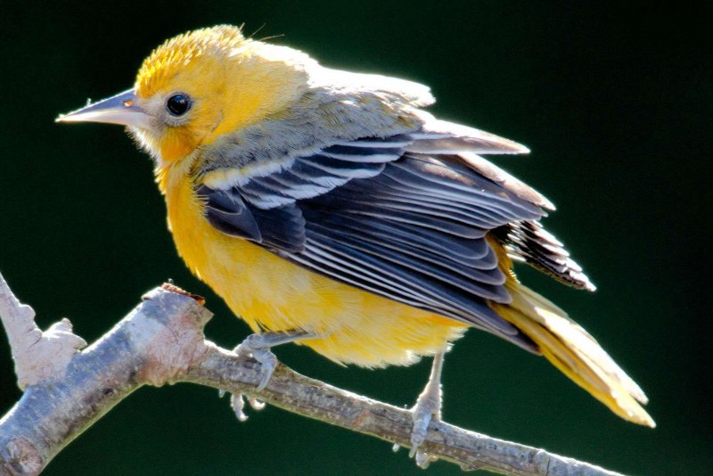 Baltimore Orioles птица