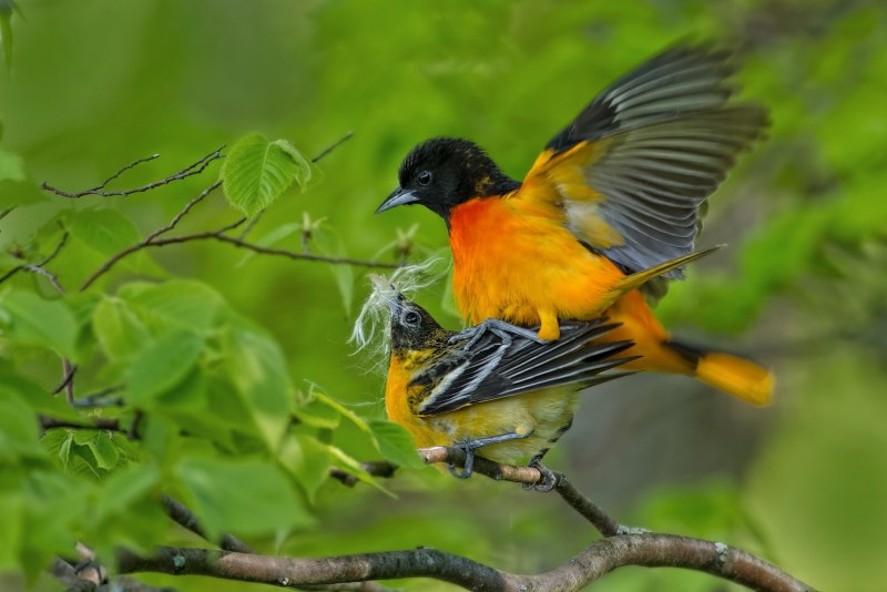 Icterus galbula