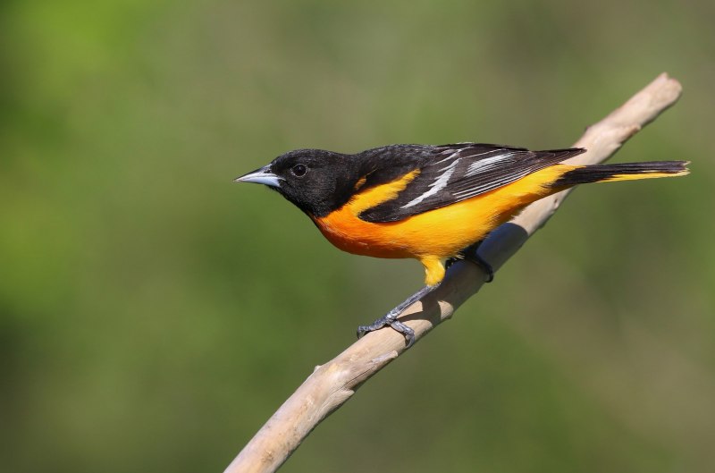 Icterus galbula