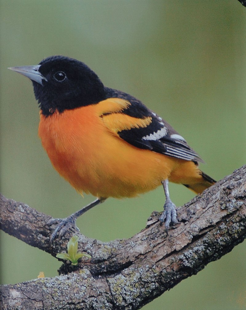 Green-headed Oriole