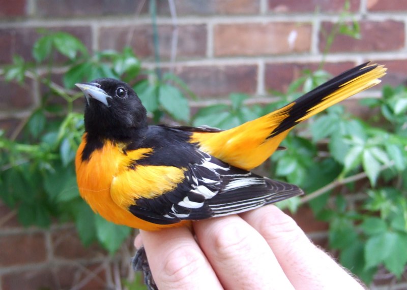 BIRDLIFE International птицы