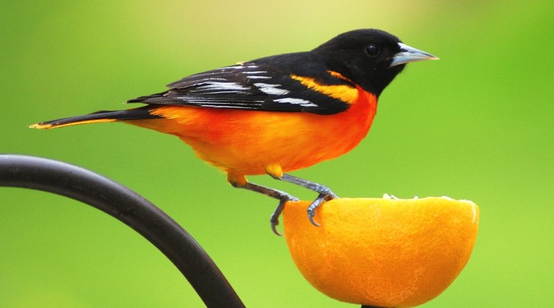 Baltimore Orioles