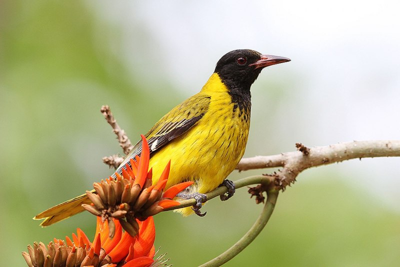 Icterus galbula