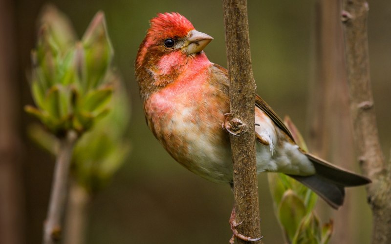 Зяблик (fringilla COELEBS)