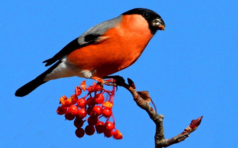 Bristol Bullfinch