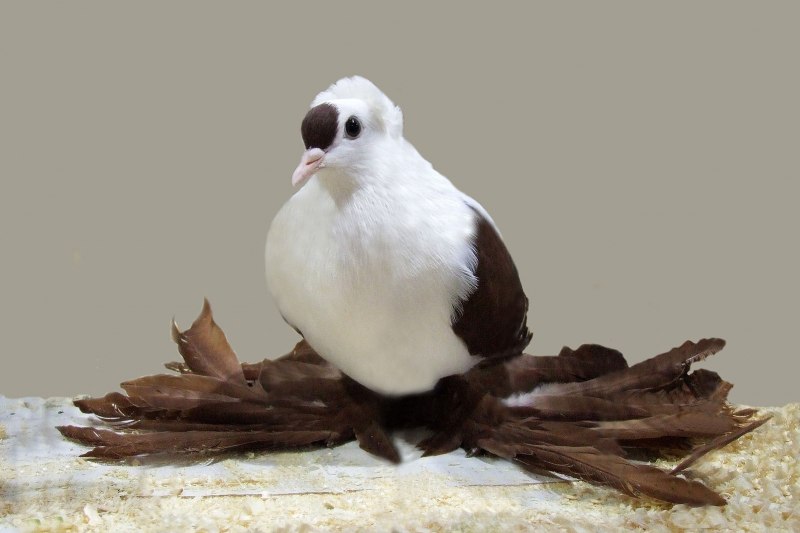 Голуби породы Богемская космоногая