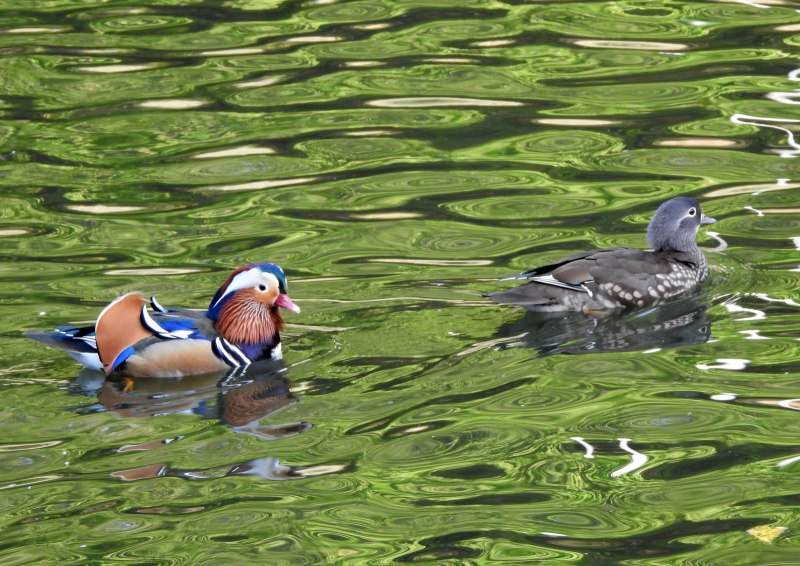 Мандаринка Aix galericulata
