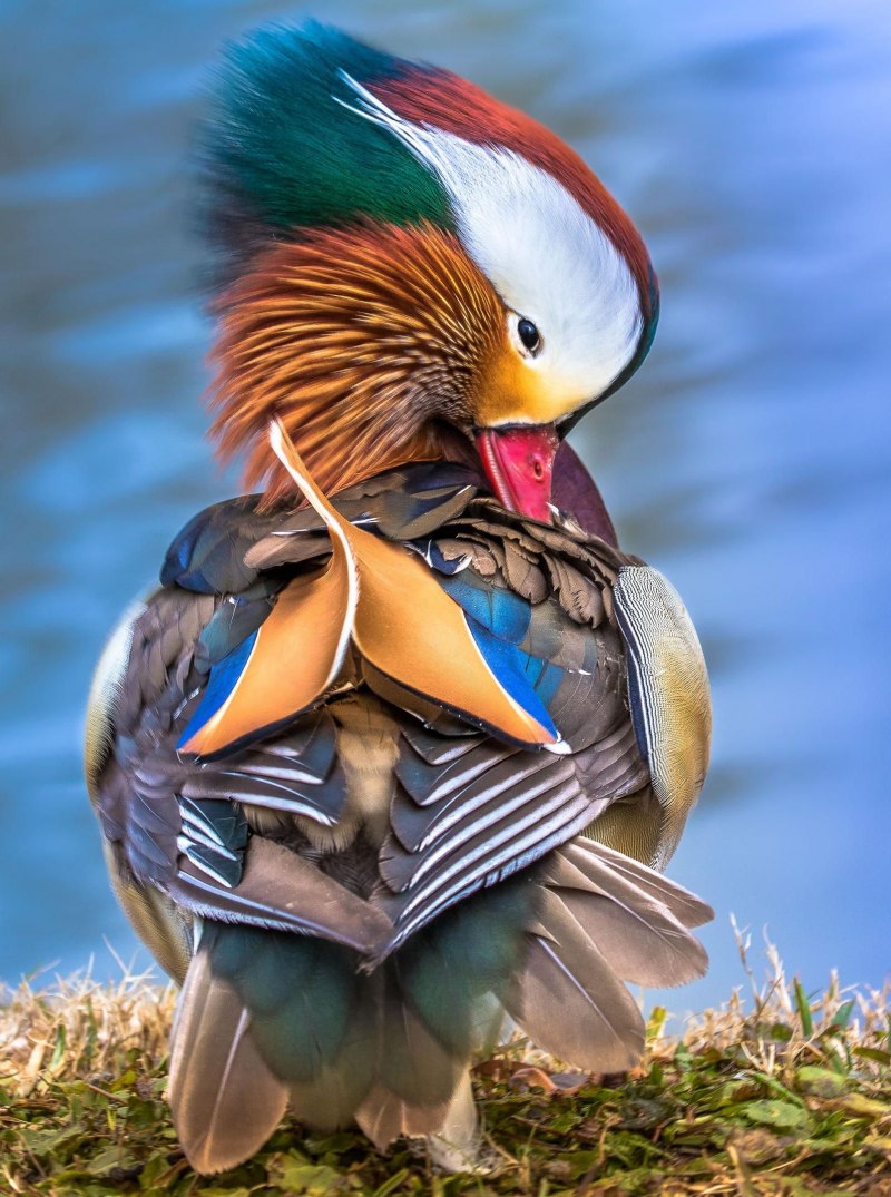 Мандаринка Aix galericulata