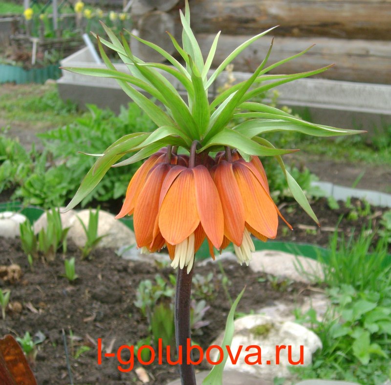 Рябчик цветок посадка луковицей