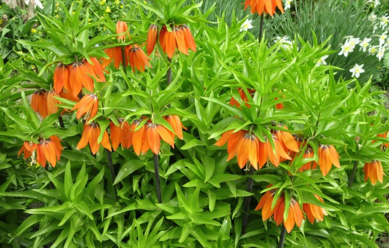 Fritillaria grandiflora