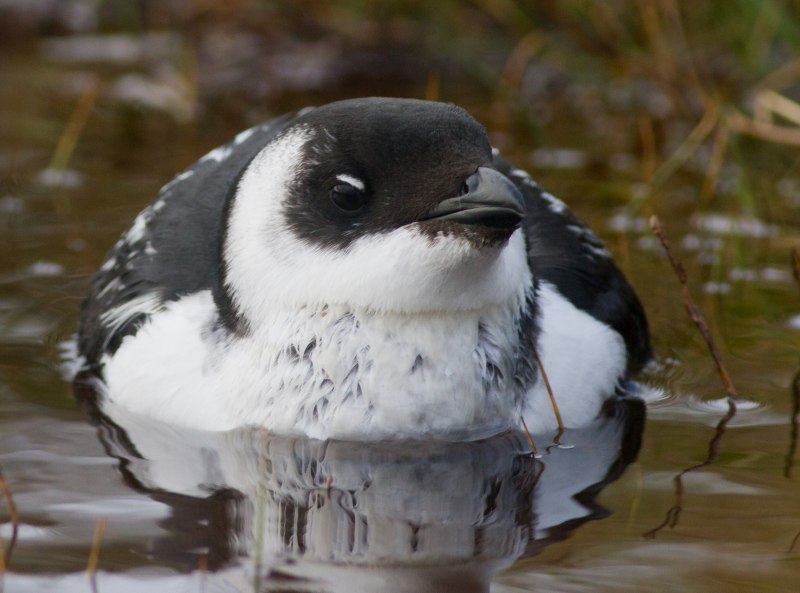 Little auk