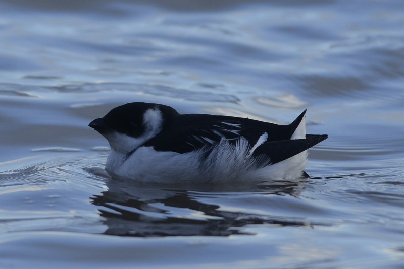 The auk v.13