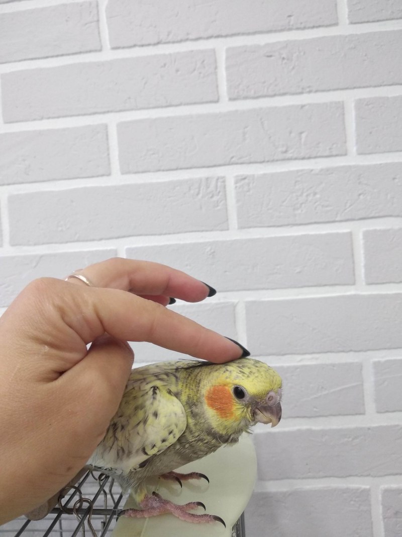 Корелла распевается