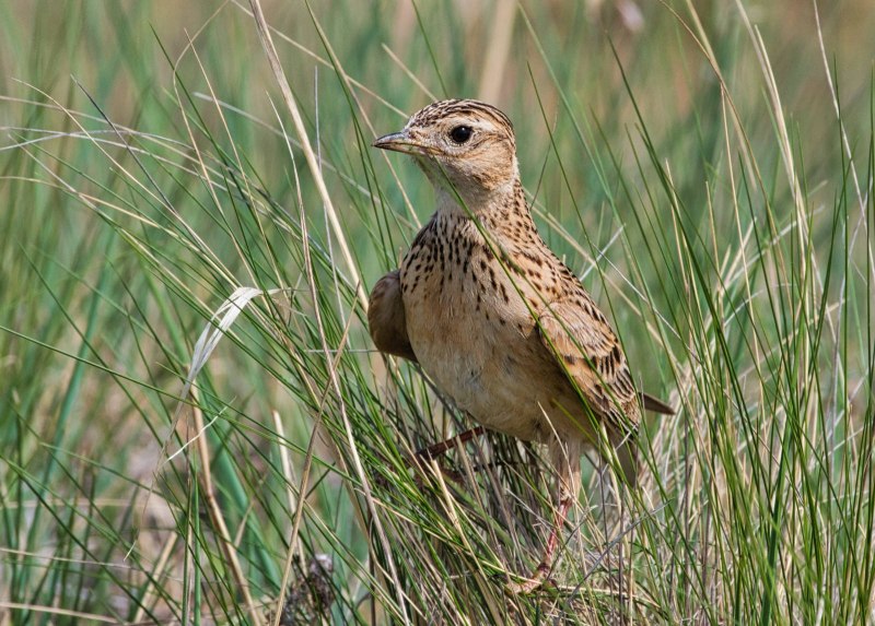 Жаворонок черный (Melanocorypha yeltoniensis)