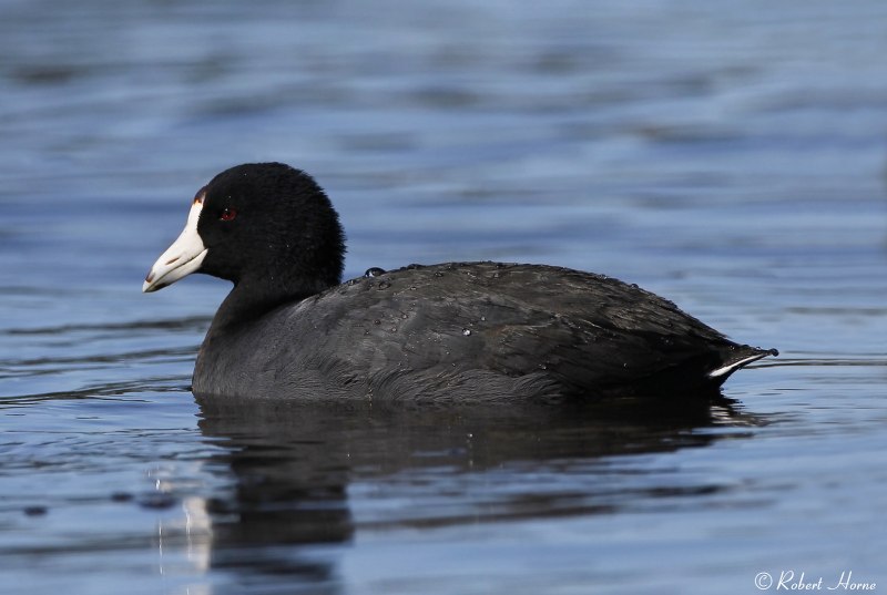 Американская лысуха (Fulica Americana)