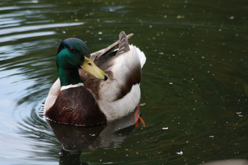 Маллард» / Mallard