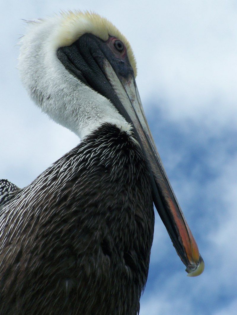 Кулик-сорока Haematopus ostralegus