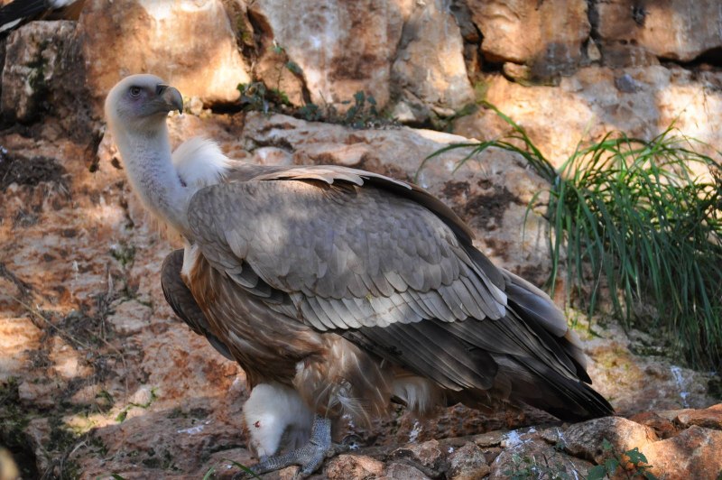 Griffon Vulture (Gyps fulvus)