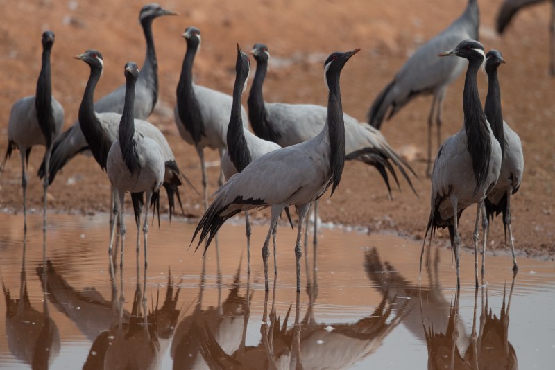 Серый журавль Grus Grus